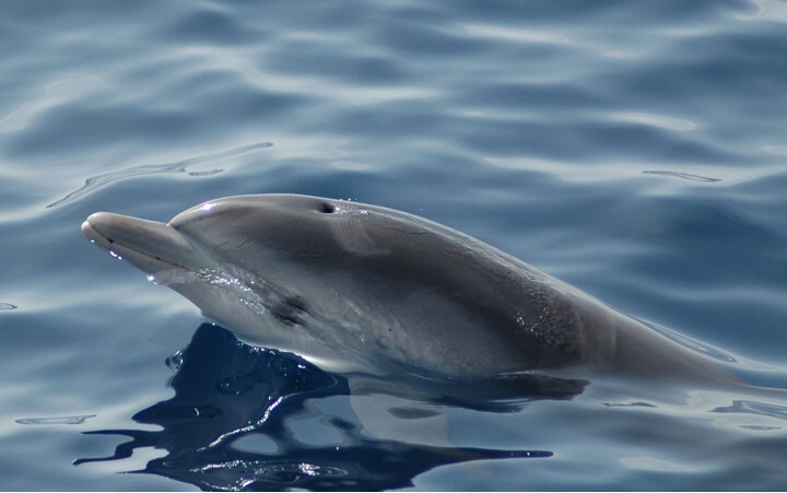 Dolphin Safari — Dolphins and Whales